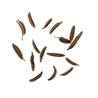 fliegender Kümmel