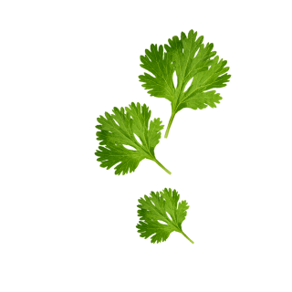Coriander Leaves Content Pl