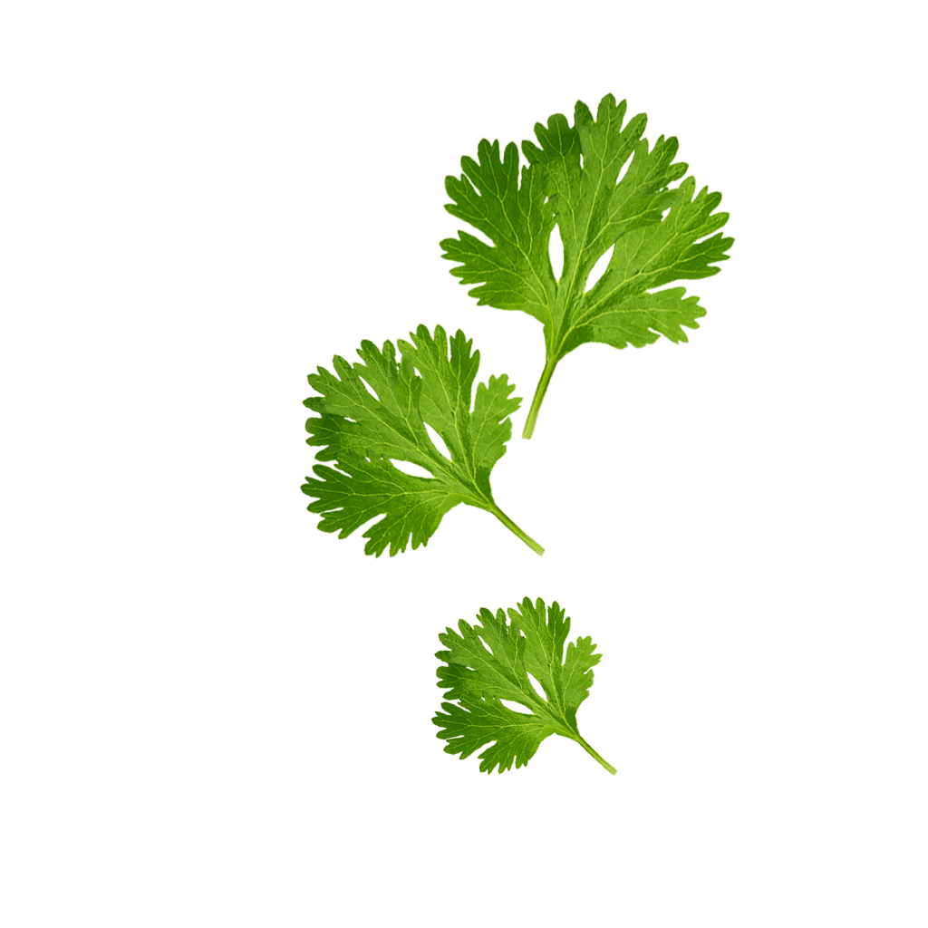 Coriander Leaves Content Pl